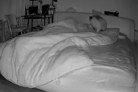 小猫咪有什么坏心眼 猫咪被绝育半夜对主人放屁踢脸视频封面