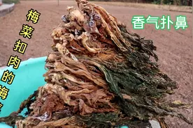 村姑传统腌制晒梅干菜详细过程：晒六天香气四溢，放一年不会坏视频封面