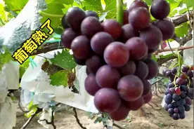 葡萄成熟了，解开袋后第一件事必须要做好，否则一年的辛苦白费了