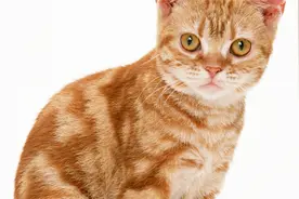 猫自发性前庭症候群是什么病？如何治疗诊疗。。。视频封面