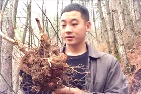 农村大山里一种中药材金刚藤，可以用来泡酒，功效挺多你认识吗？视频封面