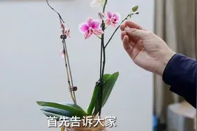 冬天蝴蝶兰如何修剪？园艺师教你，蝴蝶兰的修剪和打理技巧