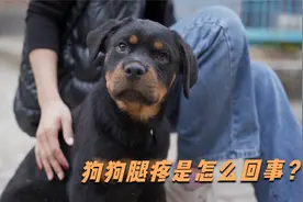 狗狗腿疼竟是这么回事，你还不清楚吗？视频封面