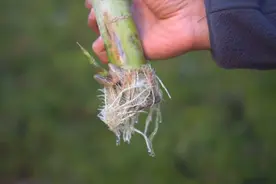 甘蔗的枝条切成一段段，浸泡在水杯里，三个月长出较长小芽和根系视频封面