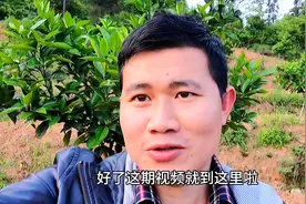 很多果农为了让果实更甜，喷增甜剂，阿剑分享真正果实增甜的方法视频封面