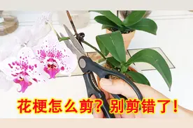花谢后的蝴蝶兰怎么剪？剪错今年没花看了，分享3种正确剪法！视频封面