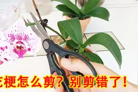 花谢后的蝴蝶兰怎么剪？剪错今年没花看了，分享3种正确剪法！视频封面