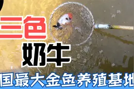 走进中国最大金鱼养殖基地，渔场引进新鱼种“三色奶牛”视频封面