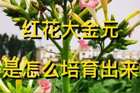 红花大金元是怎么培育出来 #云南烤烟  #烤烟  #烟叶  #烤烟种植技术与管理 ##分享农业知识帮农民增产增收 #关注我每天为你分享更多农业知识 @七乡金叶  @玉溪日报  视频封面