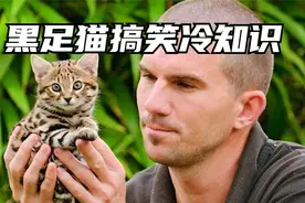 又凶又萌的野生小猫咪，你认识吗视频封面