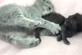 小黑猫睡得正香，哥哥上来一爪子：睡啥睡起来嗨