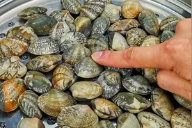 把花蛤放锅里蒸一蒸，想不到这么厉害，很多人都不懂，长见识了