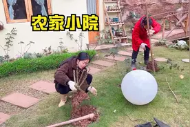 种满玫瑰花，农家小院越来越完善了，希望明年春天花开满园视频封面