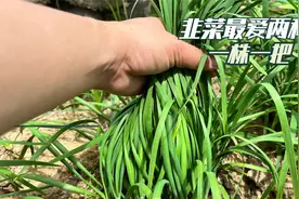 韭菜最爱这两种肥，越割越茂盛，可很多人还不知道视频封面