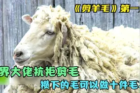 这只绵羊5年没剪毛，攒出来的羊毛可以做十件毛衣！视频封面