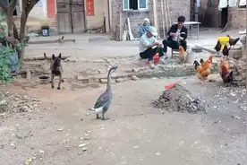 鹅是村中的霸王，当鹅遇上马犬打架会怎么样？到底谁输谁赢？视频封面