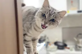 这话唠猫刚吃完就不停喊“我饿”，喊得我头大，猫：不给就一直喊