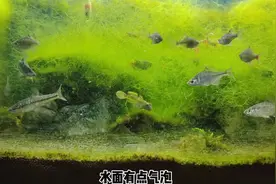 鱼缸爆藻欣赏效果确实很好，但是藻类多了，也不是什么好事视频封面