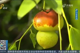 不套模具、不转基因！山东大枣被“整形”成葫芦状，一斤卖到88元视频封面
