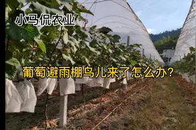 遮雨棚好处多，引来小鸟怎么办？鸟害问题告诉我！视频封面