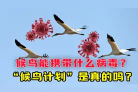 鸟类迁徙会传播病毒吗？“候鸟计划”真存在吗？鸟类携带哪些病毒