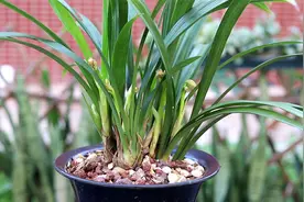 兰花冒出花芽，需要怎样管理？想要开花量多赶紧看看视频封面