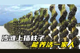 为什么法国人在沙滩上插满柱子？还缠上粗绳，据说当地人靠它生活