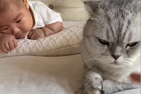 养孩子确实不建议养猫，因为太费猫，带娃神器：团宝宝