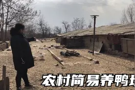 农村老鸭官，设施简陋，投资小回报快，120天小鸭收入超出你想象视频封面