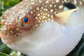 大海退潮后，大庆赶海发现一只搁浅的小河豚，生气好像小皮球视频封面