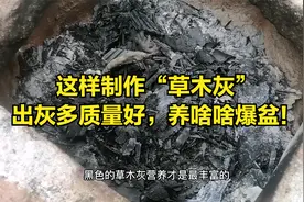 这样制作“草木灰”，出灰多质量好，养啥啥爆盆！视频封面