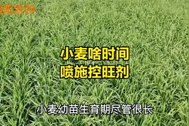 小麦控旺剂，究竟在什么时间打效果好视频封面