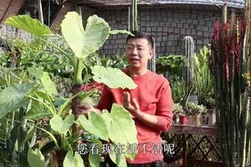 烂掉的滴水观音几个月恢复繁茂，在垃圾桶边上碰到，一定要捡回家