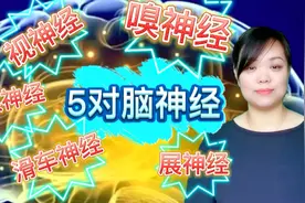 先介绍5对脑神经，嗅神经、视神经、动眼神经等的纤维成分及功能视频封面