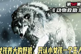 小女孩养大了5只狼，狼只认小女孩一个主人，狼眼睛里只有无奈视频封面