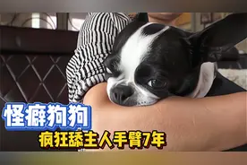 狗狗患怪癖，疯狂吸吮主人手臂7年，这究竟怎么回事?