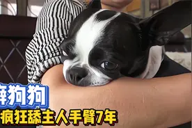 狗狗患怪癖，疯狂吸吮主人手臂7年，这究竟怎么回事?视频封面