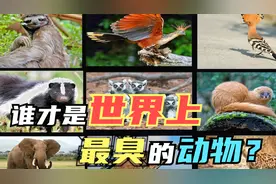 世界上十大最臭动物！臭鼬只能排在第七名,第一名臭到你辣眼睛！