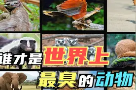 世界上十大最臭动物！臭鼬只能排在第七名,第一名臭到你辣眼睛！视频封面
