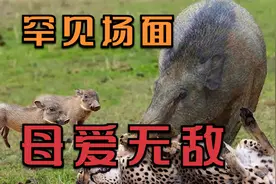 罕见的各种动物保护幼崽时的战斗场面，如松鼠，长颈鹿，花豹等视频封面