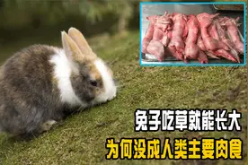 兔子吃草就能长大，繁殖快还瘦肉多，为何没有成为人类主要肉食？