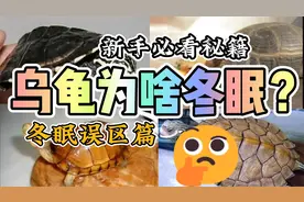 乌龟必须冬眠吗？冬眠到底是为了什么？冬眠有什么优势？