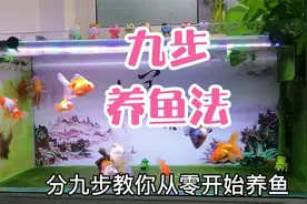 九步教你怎么养观赏鱼，养鱼不死鱼，新手养好鱼