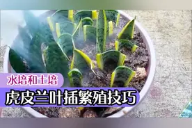 虎皮兰叶插繁殖的技巧，水培和土培扦插一个月就长满根系视频封面