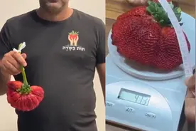 吃一个就饱！以色列农民产全球最重草莓 单颗重289克破吉尼斯纪录视频封面