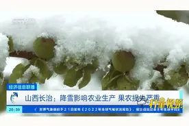 山西长治：降雪影响农业生产，果农损失严重