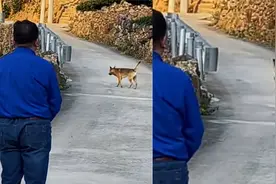 16岁老土狗大限将至独自离去 乡间小路依依不舍与主人做最后诀别视频封面