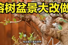 爆改榕树盆景，只需要两年就能上台面，你学会了吗？视频封面
