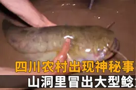 四川农村出现神秘事件，山洞里冒出大型鲶鱼，村民用麻袋放不下？视频封面