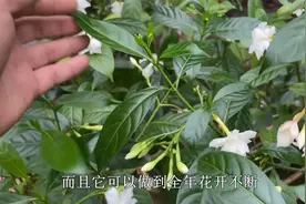 水晶茉莉开花美，四季开花有香味，但是它也是“有毒植物”视频封面